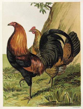 Harrison Weir - BlackBreasted Red Game.webp