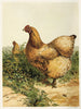 Gallina Cochin chamois - Harrison Weir — vista de la obra