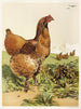 Poule Cochin à la cannelle - Harrison Weir — artwork view