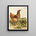 Poule Cochin à la cannelle - Harrison Weir — framed artwork on a wall