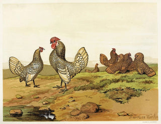 Gold and silver Bantams Painting - Harrison Weir — artwork view