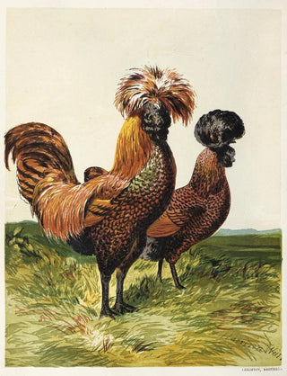 Harrison Weir - GoldenSpangled Polish.webp