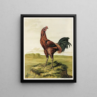 Harrison Weir - Malay Cock.webp