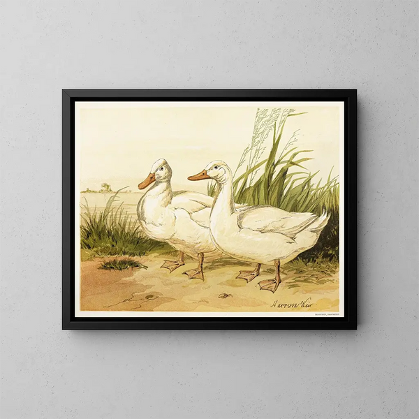 Canards Aylesbury blancs - Harrison Weir — framed artwork on a wall