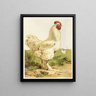 Harrison Weir - White Cochin Cock.webp