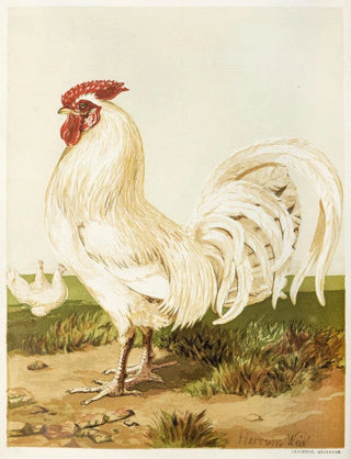 Harrison Weir - White Dorking.webp