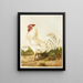 Dorking blanc - Harrison Weir — framed artwork on a wall