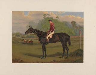 Parole, bay gelding - Harry Hall — artwork view