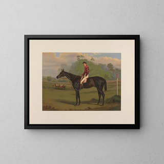 Parole, bay gelding - Harry Hall — framed artwork on a wall