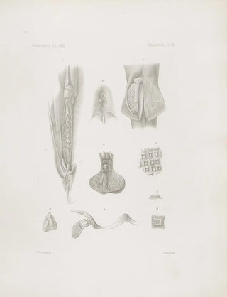 Harvard University Museum of Comparative Zoology - Memoirs of the Museum of Comparative Zoology at Harvard College Pl03.webp