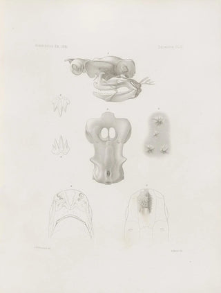 Harvard University Museum of Comparative Zoology - Memoirs of the Museum of Comparative Zoology at Harvard College Pl04.webp