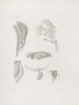 Harvard University Museum of Comparative Zoology - Memoirs of the Museum of Comparative Zoology at Harvard College Pl05.webp
