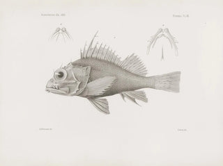Harvard University Museum of Comparative Zoology - Memoirs of the Museum of Comparative Zoology at Harvard College Pl07.webp