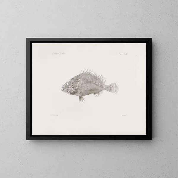 Memories of the Harvard College Museum of Comparative Zoology Pl08 - Harvard University Museum of Zoology — framed artwork on a wall