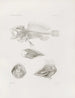 Mémoires du Musée de zoologie comparée du Harvard College Pl09 - Musée de Zoologie Comparée de l'Université Harvard — artwork view