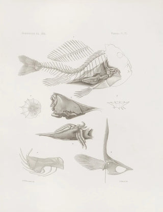 Harvard University Museum of Comparative Zoology - Memoirs of the Museum of Comparative Zoology at Harvard College Pl12.webp