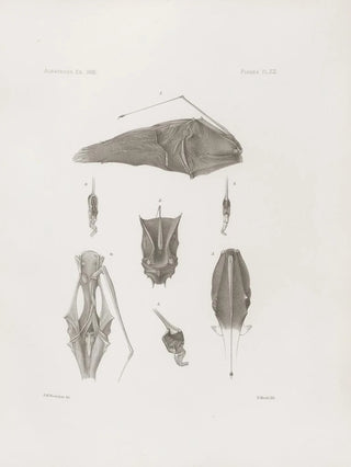 Harvard University Museum of Comparative Zoology - Memoirs of the Museum of Comparative Zoology at Harvard College Pl13.webp