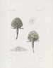 Mémoires du Musée de zoologie comparée du Harvard College Pl18 - Musée de Zoologie Comparée de l'Université Harvard — artwork view