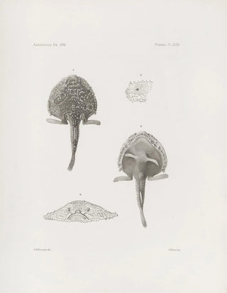 Harvard University Museum of Comparative Zoology - Memoirs of the Museum of Comparative Zoology at Harvard College Pl18.webp