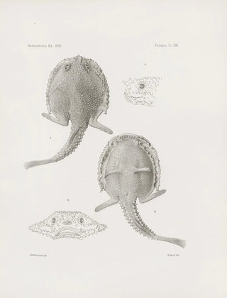 Harvard University Museum of Comparative Zoology - Memoirs of the Museum of Comparative Zoology at Harvard College Pl19.webp