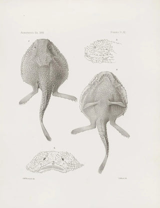 Harvard University Museum of Comparative Zoology - Memoirs of the Museum of Comparative Zoology at Harvard College Pl20.webp