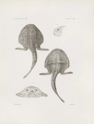 Harvard University Museum of Comparative Zoology - Memoirs of the Museum of Comparative Zoology at Harvard College Pl21.webp