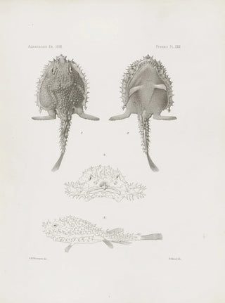 Harvard University Museum of Comparative Zoology - Memoirs of the Museum of Comparative Zoology at Harvard College Pl23.webp