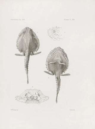 Harvard University Museum of Comparative Zoology - Memoirs of the Museum of Comparative Zoology at Harvard College Pl24.webp