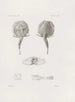 Memories of the Harvard College Museum of Comparative Zoology Pl25 - Harvard University Museum of Comparative Zoology — artwork view