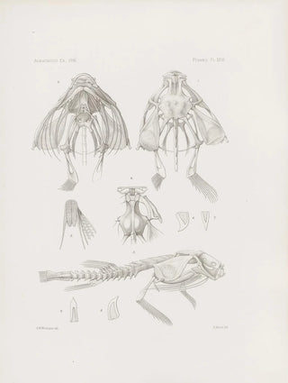 Harvard University Museum of Comparative Zoology - Memoirs of the Museum of Comparative Zoology at Harvard College Pl26.webp
