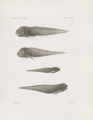Harvard University Museum of Comparative Zoology - Memoirs of the Museum of Comparative Zoology at Harvard College Pl27.webp