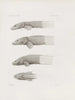 Memories of the Harvard College Museum of Comparative Zoology Pl30 - Harvard University Museum of Zoology — artwork view