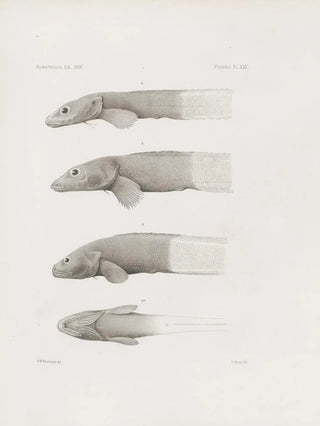 Harvard University Museum of Comparative Zoology - Memoirs of the Museum of Comparative Zoology at Harvard College Pl30.webp