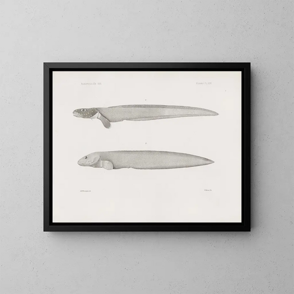 Memories of the Harvard College Museum of Comparative Zoology Pl31 - Harvard University Museum of Comparative Zoology — framed artwork on a wall