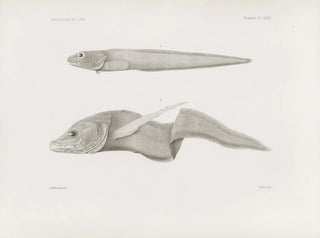 Harvard University Museum of Comparative Zoology - Memoirs of the Museum of Comparative Zoology at Harvard College Pl32.webp