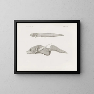 Harvard University Museum of Comparative Zoology - Memoirs of the Museum of Comparative Zoology at Harvard College Pl32.webp