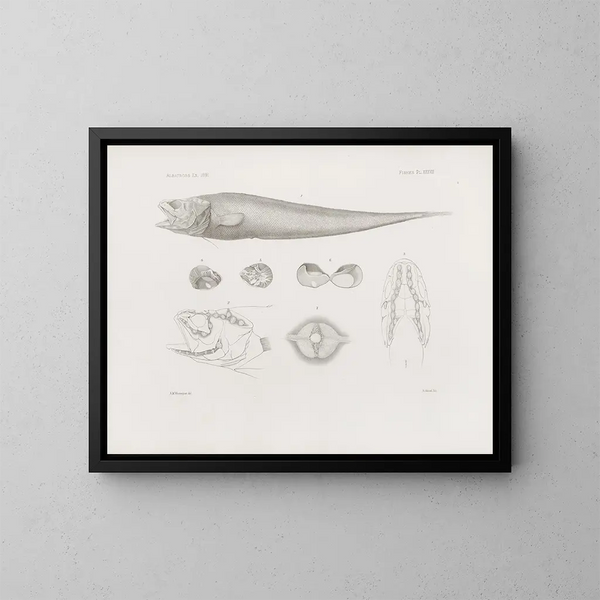 Memories of the Harvard College Museum of Comparative Zoology Pl38 - Harvard University Museum of Zoology — framed artwork on a wall