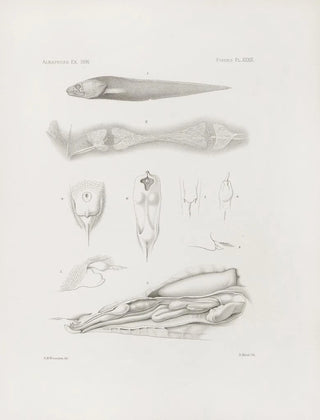 Harvard University Museum of Comparative Zoology - Memoirs of the Museum of Comparative Zoology at Harvard College Pl39.webp