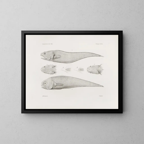 Memories of the Harvard College Museum of Comparative Zoology Pl40 - Harvard University Museum of Comparative Zoology — framed artwork on a wall