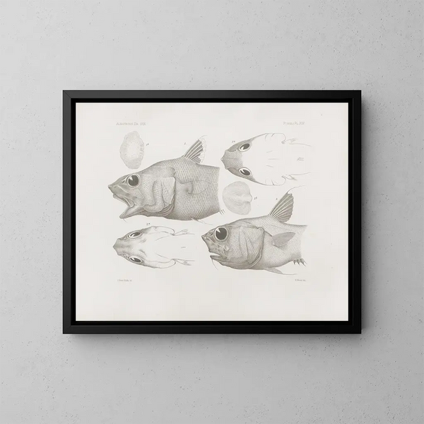 Memories of the Harvard College Museum of Comparative Zoology Pl45 - Harvard University Museum of Zoology — framed artwork on a wall