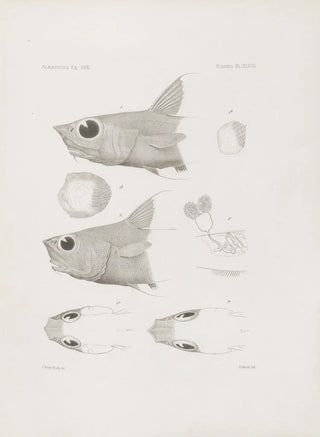 Harvard University Museum of Comparative Zoology - Memoirs of the Museum of Comparative Zoology at Harvard College Pl48.webp