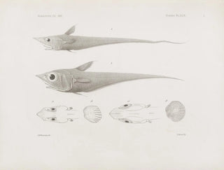 Harvard University Museum of Comparative Zoology - Memoirs of the Museum of Comparative Zoology at Harvard College Pl49.webp