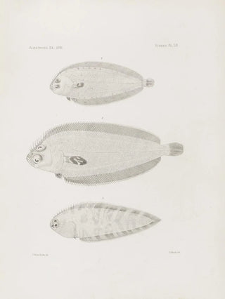 Harvard University Museum of Comparative Zoology - Memoirs of the Museum of Comparative Zoology at Harvard College Pl52.webp