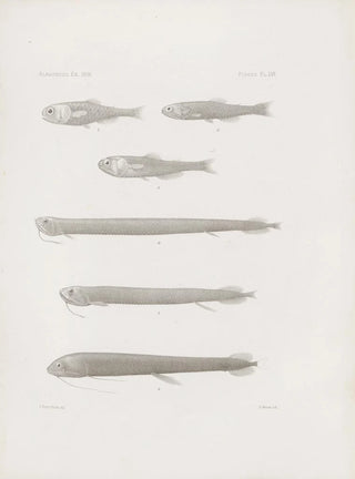 Harvard University Museum of Comparative Zoology - Memoirs of the Museum of Comparative Zoology at Harvard College Pl56.webp