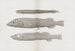 Memorias del Pl57 - Museo de Zoología Comparada de la Universidad Harvard — vista de la obra