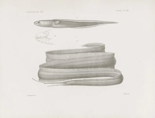 Harvard University Museum of Comparative Zoology - Memoirs of the Museum of Comparative Zoology at Harvard College Pl61.webp