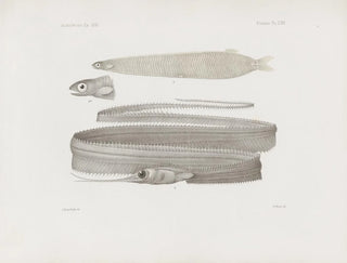 Harvard University Museum of Comparative Zoology - Memoirs of the Museum of Comparative Zoology at Harvard College Pl65.webp