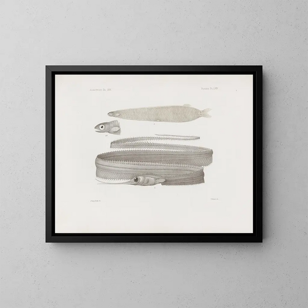 Memories of the Harvard College Museum of Comparative Zoology Pl65 - Harvard University Museum of Zoology — framed artwork on a wall