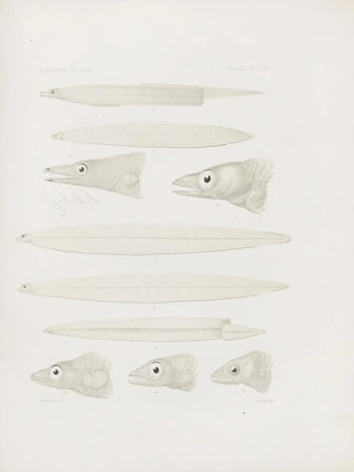 Harvard University Museum of Comparative Zoology - Memoirs of the Museum of Comparative Zoology at Harvard College Pl66.webp