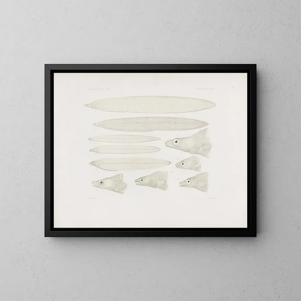 Memories of the Harvard College Museum of Comparative Zoology Pl67 - Harvard University Museum of Zoology — framed artwork on a wall